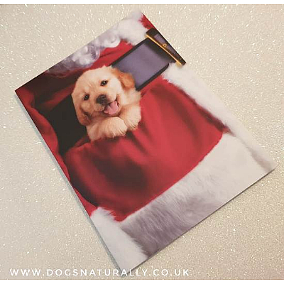 Santa's Pocket Puppy Christmas Card